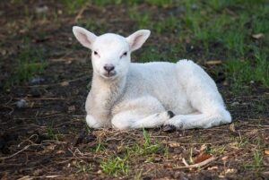 The Lamb