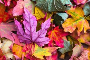 a time for all seasons