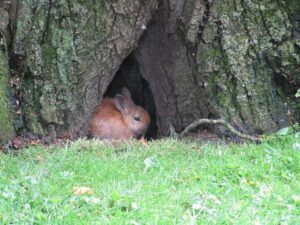 Hiding Place