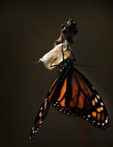 transformed