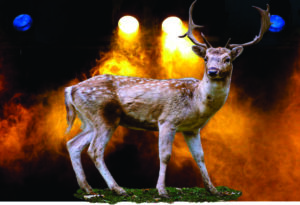 Deer in the Headlights