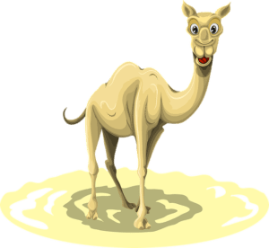 in search of camels