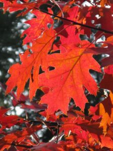 the leaves