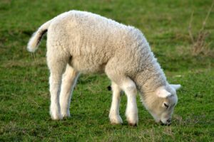 The Lamb of God